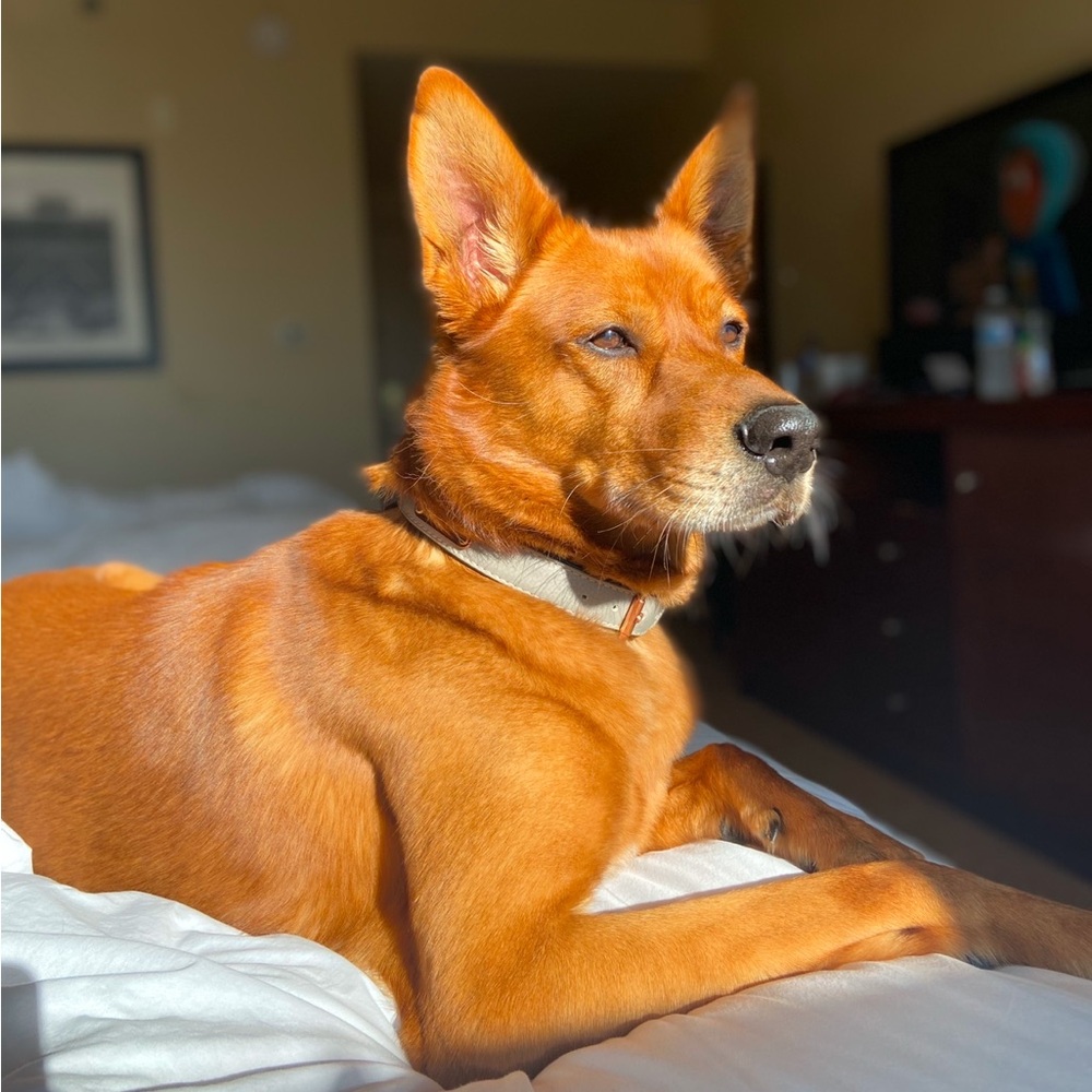 Koa’s Unlisted Deal